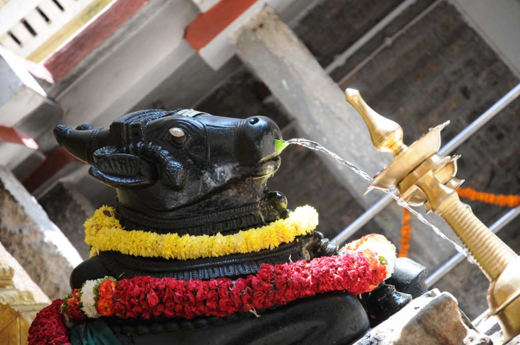 Nandi Nandi
