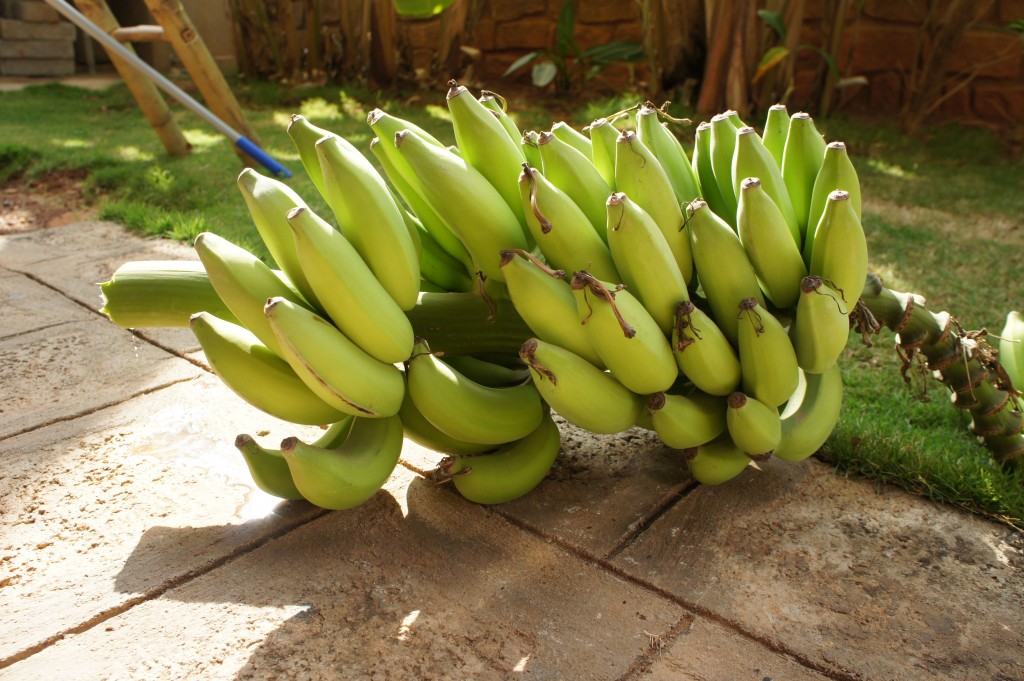 Bananen