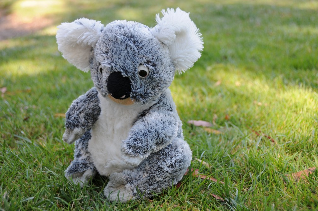 Kuschelkoala Kuschelkoala