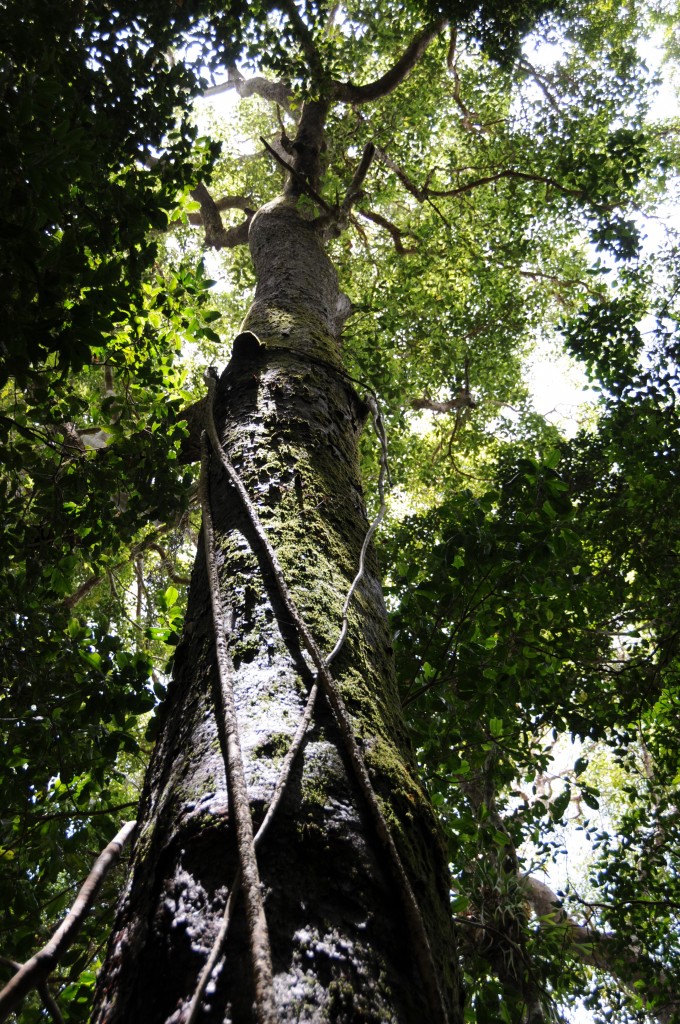 Regenwald Regenwald