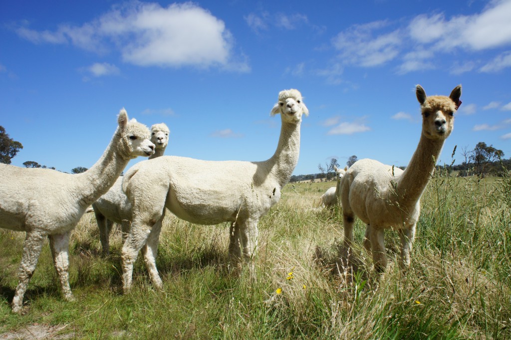 Alpacas Alpacas